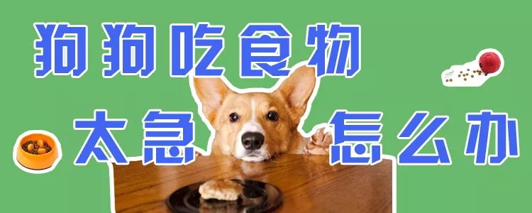 狗狗吃食物太急怎么办