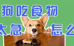 狗狗吃食物太急怎么办