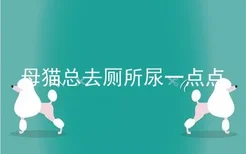 母猫总去厕所尿一点点