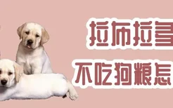 拉布拉多犬不吃狗粮怎么办