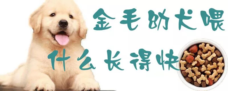 金毛幼犬喂什么长得快1