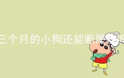 三个月的小狗还能断尾巴吗