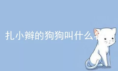 扎小辫的狗狗叫什么名字