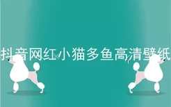 抖音网红小猫多鱼高清壁纸