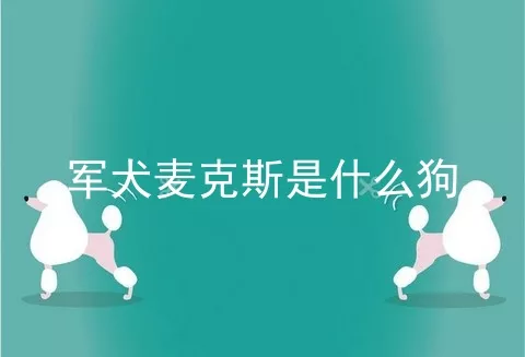 军犬麦克斯是什么狗