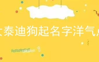 女泰迪狗起名字洋气点