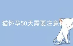 猫怀孕50天需要注意什么