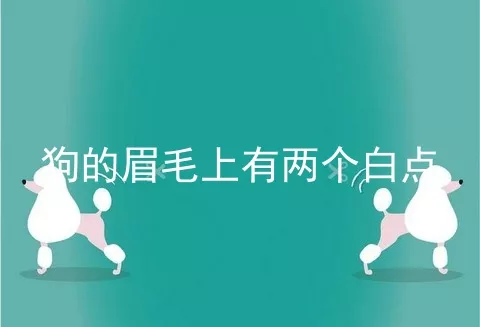 狗的眉毛上有两个白点