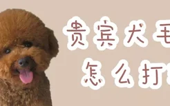 贵宾犬毛发怎么打理