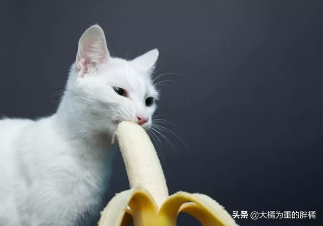 猫咪可以吃香蕉吗(猫咪能不能吃香蕉)