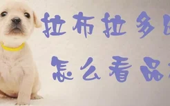 拉布拉多幼犬怎么看品相