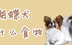 蝴蝶犬吃什么食物