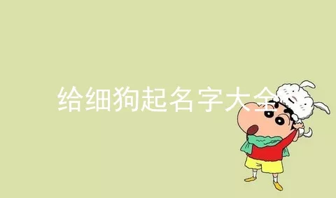 给细狗起名字大全