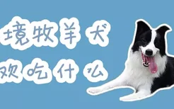 边境牧羊犬喜欢吃什么