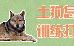 土狗怎么训练打猎