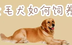 金毛犬如何饲养