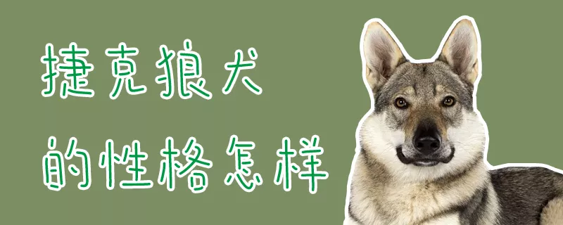 捷克狼犬的性格怎样