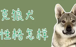 捷克狼犬的性格怎样