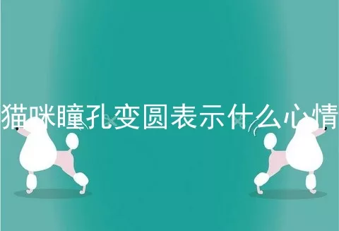 猫咪瞳孔变圆表示什么心情