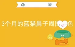 3个月的蓝猫鼻子周围白色