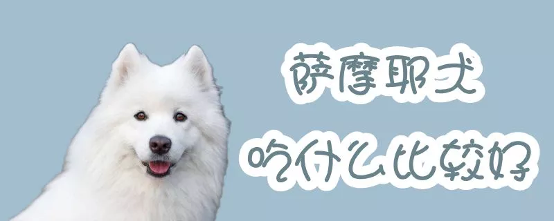 萨摩耶犬吃什么比较好