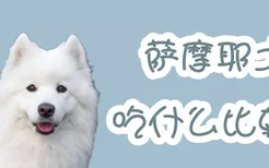 萨摩耶犬吃什么比较好