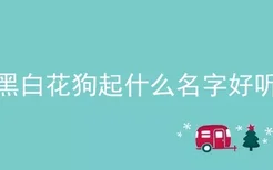 黑白花狗起什么名字好听