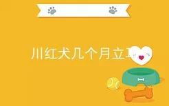 川红犬几个月立耳