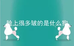 脸上很多皱的是什么狗