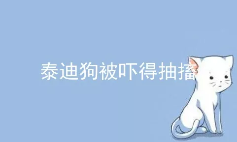 泰迪狗被吓得抽搐