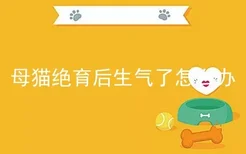 母猫绝育后生气了怎么办