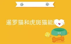 暹罗猫和虎斑猫能配吗