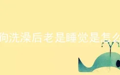 小狗洗澡后老是睡觉是怎么了