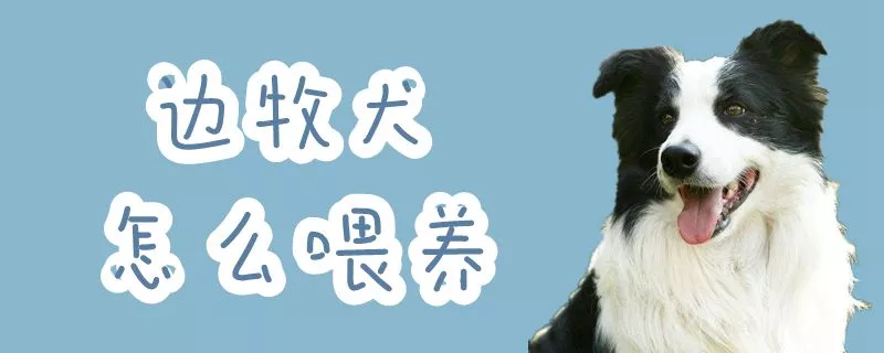 边牧犬怎么喂养