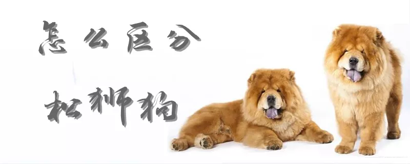 怎么区分松狮狗