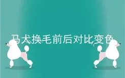 马犬换毛前后对比变色