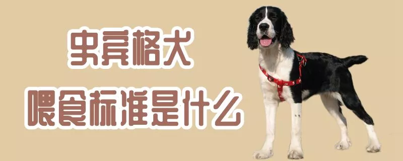 史宾格犬喂食标准是什么