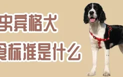 史宾格犬喂食标准是什么