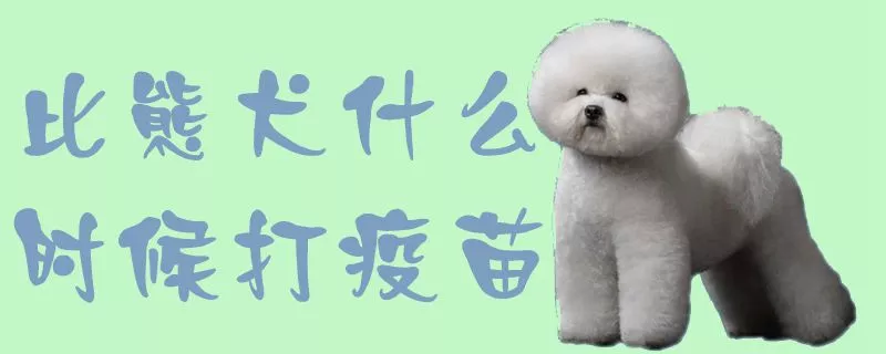 比熊犬什么时候打疫苗1