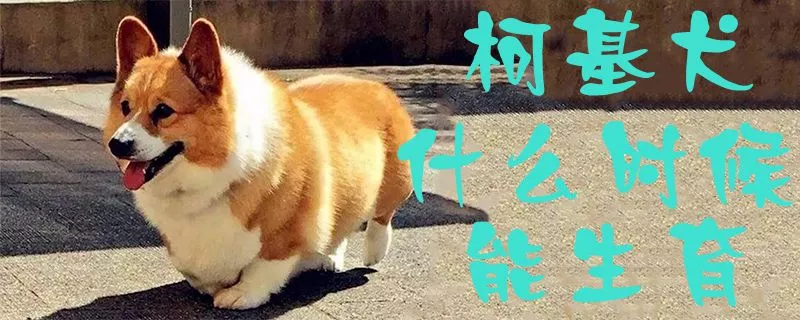 柯基犬什么时候能生育1