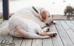 狗狗怀孕多久生 生产时我们该怎么做