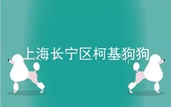 上海长宁区柯基狗狗