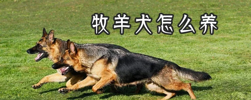 牧羊犬怎么养