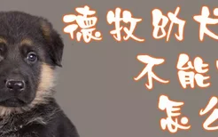 德牧幼犬不能吃怎么办