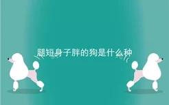 腿短身子胖的狗是什么种