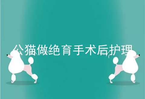 公猫做绝育手术后护理