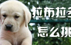 拉布拉多犬怎么挑选