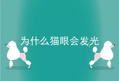 为什么猫眼会发光