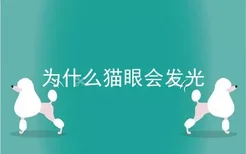 为什么猫眼会发光