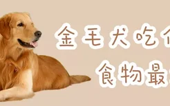 金毛犬吃什么食物最好